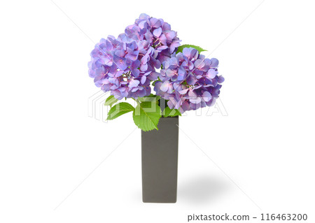 花瓶裡的紫色繡球花 116463200