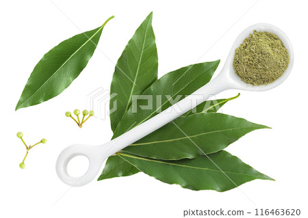 Fresh Laurel leaves isolated on white background. Green bay leaf. Top view. Flat lay. Fresh Laurel leaves isolated on white background. Green bay leaf. Top view. Flat lay. 116463620