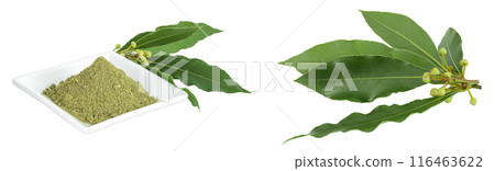 Fresh and ground Laurel leaves in ceramic bowl isolated on white background. Green bay leaf 116463622