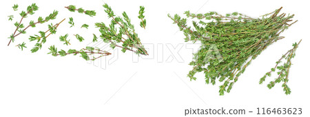 fresh thyme isolated on a white background with full depth of field, Top view with copy space for your text. Flat lay fresh thyme isolated on a white background with full depth of field, Top view with copy space for your text. Flat lay 116463623