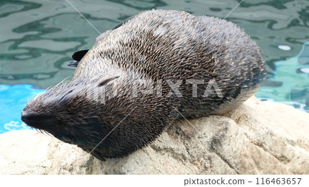 水族館密封 116463657