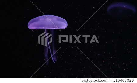 Aquarium jellyfish Aquarium jellyfish 116463829