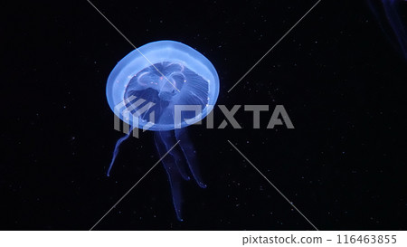 水族館水母 116463855