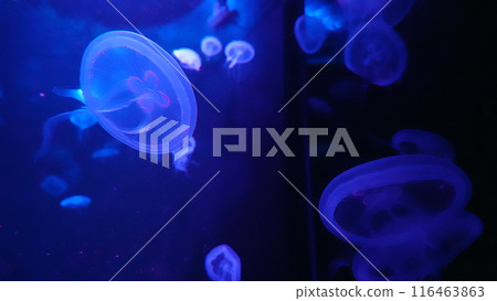 Aquarium jellyfish Aquarium jellyfish 116463863