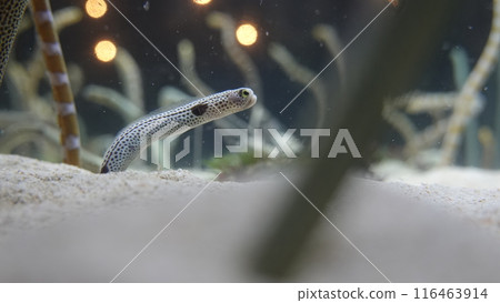 Aquarium's snuff Aquarium's snuff 116463914