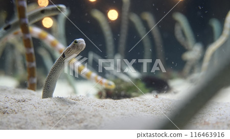 Aquarium's snuff 116463916