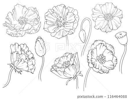 Set of isolated poppy flowers in black and white. Can be used for decorating home decor, and stationery, botanical illustrations, or thematic designs for holidays, for the design of invitation cards. 116464088