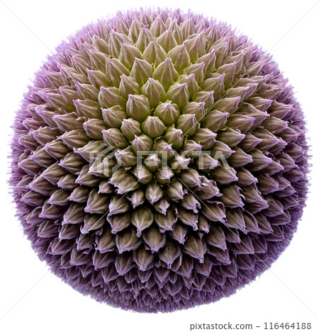 spherical virus on the alpha transparent background 116464188