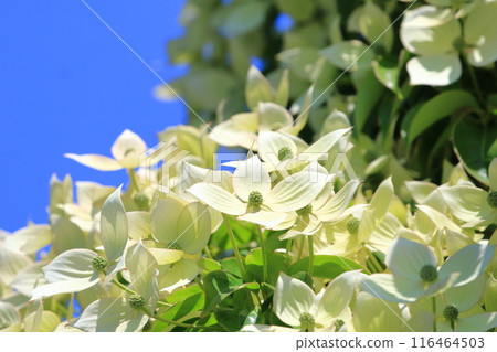 常盤山燈盛開 116464503