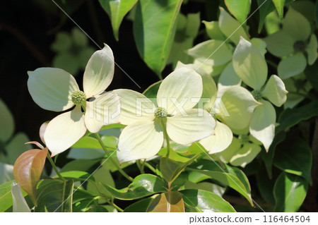 常盤山燈盛開 116464504