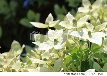 Tokiwa Yamaboushi in full bloom Tokiwa Yamaboushi in full bloom 116464509