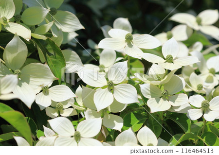 常盤山燈盛開 116464513