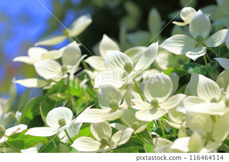 常盤山燈盛開 116464514