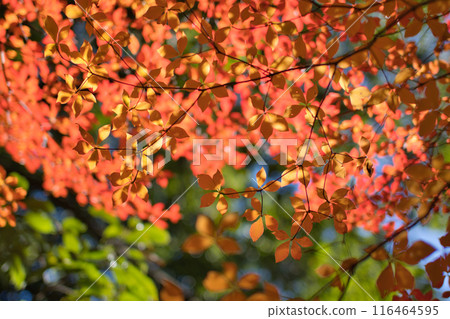 多丹杜鵑花染成鮮紅色 116464595