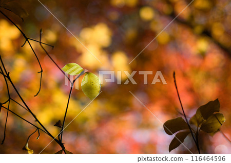 秋葉變紅了 116464596