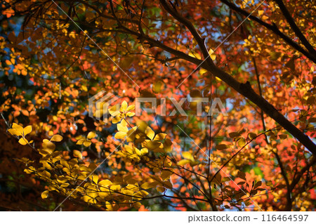 秋葉變紅了 秋葉變紅了 116464597