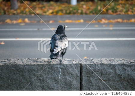 The back of a crow standing on the road in autumn The back of a crow standing on the road in autumn 116464852