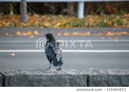 A crow landing on the road in autumn A crow landing on the road in autumn 116464853