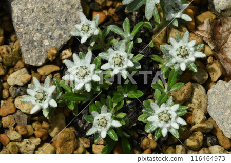 The cute Chishimausukisou, a member of the Edelweiss family that grows wild on Etorofu Island, is covered in white fluff. 116464973