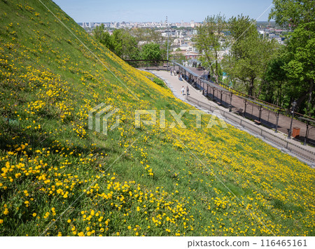 [Ukraine] Yellow dandelions bloom on the green grassy slope of a hill at St. Andrew's Cathedral in the capital Kyiv 116465161