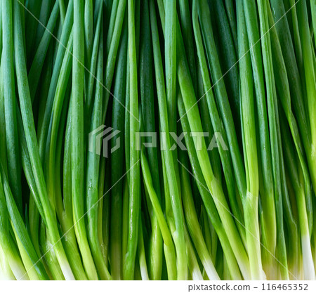 Close up of fresh green spring onions , food background. Close up of fresh green spring onions , food background. 116465352