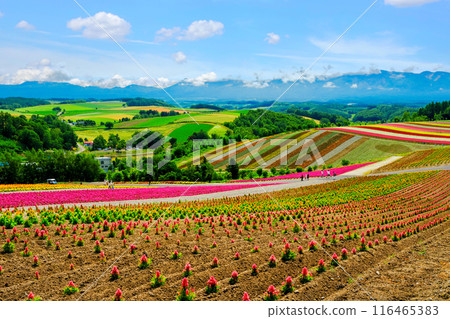 色彩繽紛的花園和鄉村景觀 色彩繽紛的花園和鄉村景觀 116465383