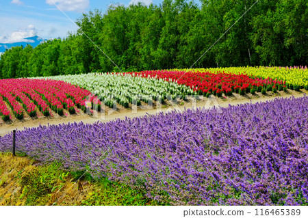 Catmin and colorful flower field Catmin and colorful flower field 116465389