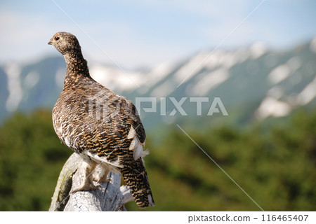 A snow grouse, a ptarmigan (Early summer in the Northern Alps, Yari-Hotaka, Omote Ginza) A snow grouse, a ptarmigan (Early summer in the Northern Alps, Yari-Hotaka, Omote Ginza) 116465407