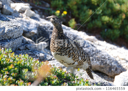 A snow grouse, a ptarmigan (Early summer in the Northern Alps, Yari-Hotaka, Omote Ginza) A snow grouse, a ptarmigan (Early summer in the Northern Alps, Yari-Hotaka, Omote Ginza) 116465559