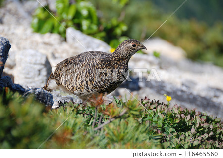 A snow grouse, a ptarmigan (Early summer in the Northern Alps, Yari-Hotaka, Omote Ginza) A snow grouse, a ptarmigan (Early summer in the Northern Alps, Yari-Hotaka, Omote Ginza) 116465560