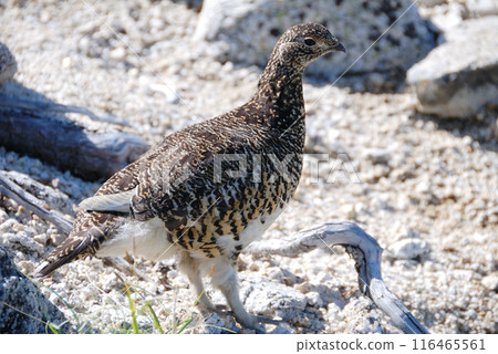 A snow grouse, a ptarmigan (Early summer in the Northern Alps, Yari-Hotaka, Omote Ginza) A snow grouse, a ptarmigan (Early summer in the Northern Alps, Yari-Hotaka, Omote Ginza) 116465561