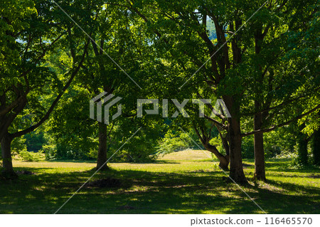 One of Japan's 100 famous mountains: Mount Hakkoda in early summer, Kayano Highlands One of Japan's 100 famous mountains: Mount Hakkoda in early summer, Kayano Highlands 116465570