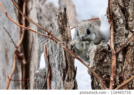 蝦夷鼯鼠在樹上吃東西，北海道，冬天 116465738