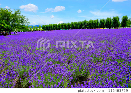 科諾田裡的薰衣草 116465739