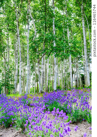 Birch forest and lavender (vertical) Birch forest and lavender (vertical) 116465744