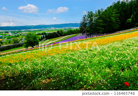 罌粟花和顏色的領域 116465748