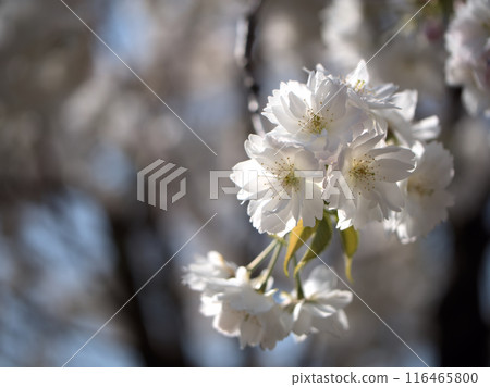 四月盛開的白櫻花“斑鳩江” 四月盛開的白櫻花“斑鳩江” 116465800