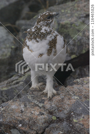 雪松雞 (雷鳥) - 北阿爾卑斯山 Yarihotaka 初冬穿越路線,Hotaka 山脈 雪松雞 (雷鳥) - 北阿爾卑斯山 Yarihotaka 初冬穿越路線,Hotaka 山脈 116465826