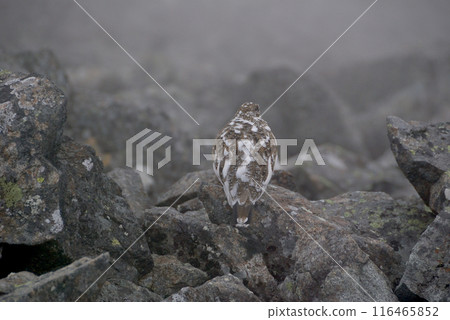 雪松雞 (雷鳥) - 北阿爾卑斯山 Yarihotaka 初冬穿越路線,Hotaka 山脈 雪松雞 (雷鳥) - 北阿爾卑斯山 Yarihotaka 初冬穿越路線,Hotaka 山脈 116465852