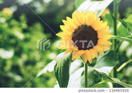 Sunflowers in film style 116465926