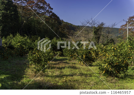 普通話領域風景 普通話領域風景 116465957