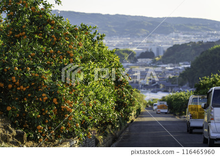 A light truck running through a mandarin orange field 116465960