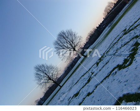 與雪的樹 與雪的樹 116466023
