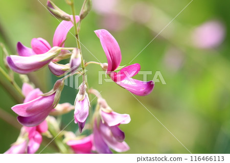Hagi, also written about in the Manyoshu Hagi, also written about in the Manyoshu 116466113