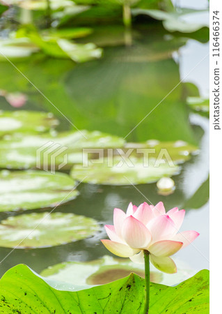 漂浮在水的蓮花 漂浮在水的蓮花 116466374