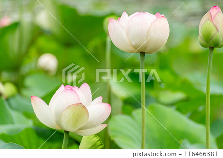 蓮花 蓮花 116466381