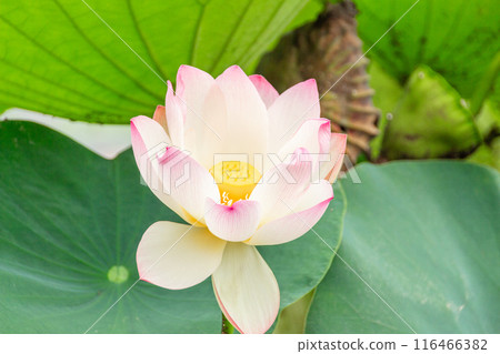 Landscape with lotus flowers Landscape with lotus flowers 116466382