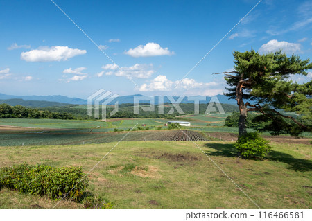 Tsumagoi Village, Gunma Prefecture, cabbage field seen from Aisai no Oka 116466581