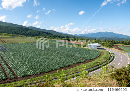 群馬縣Tsumagoi村，從Aisai no Oka看到的白菜田 116466603
