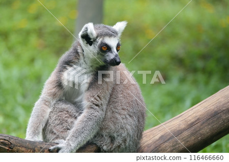 Ring-tailed lemur (Lemur catta) sitting on a branch Ring-tailed lemur (Lemur catta) sitting on a branch 116466660